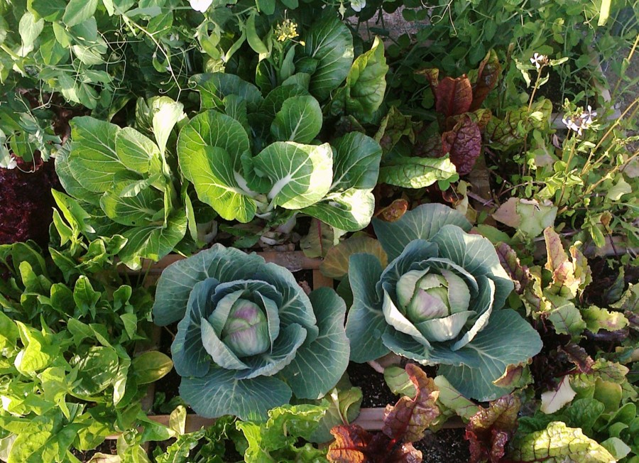 Overhead shot of Square Foot Garden